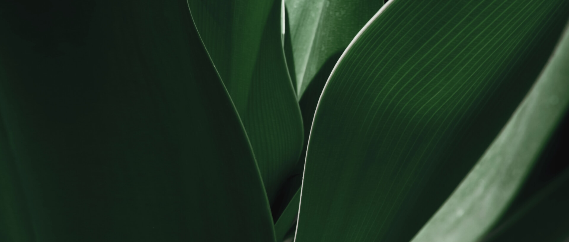 Image showing a close up of some leaves