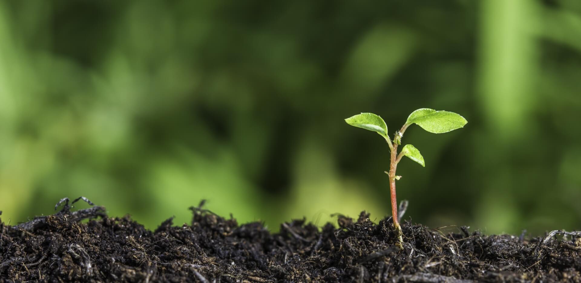 Image showing a plant shoot