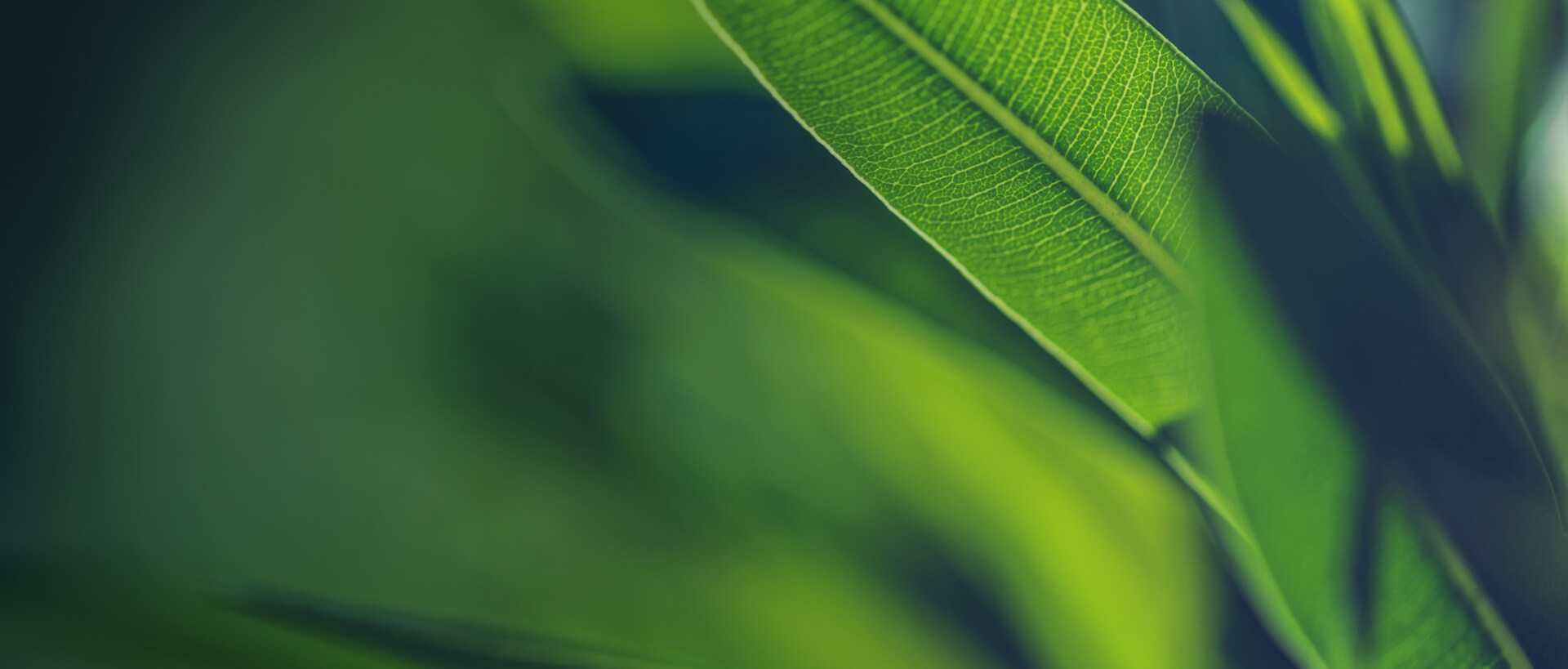 Image showing a close up of some leaves