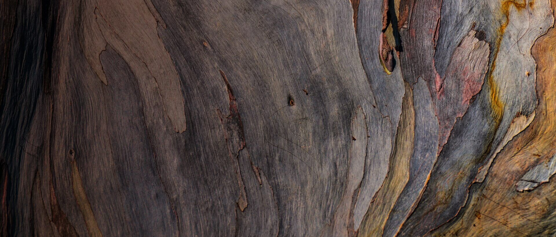 Image showing a close up of some tree bark