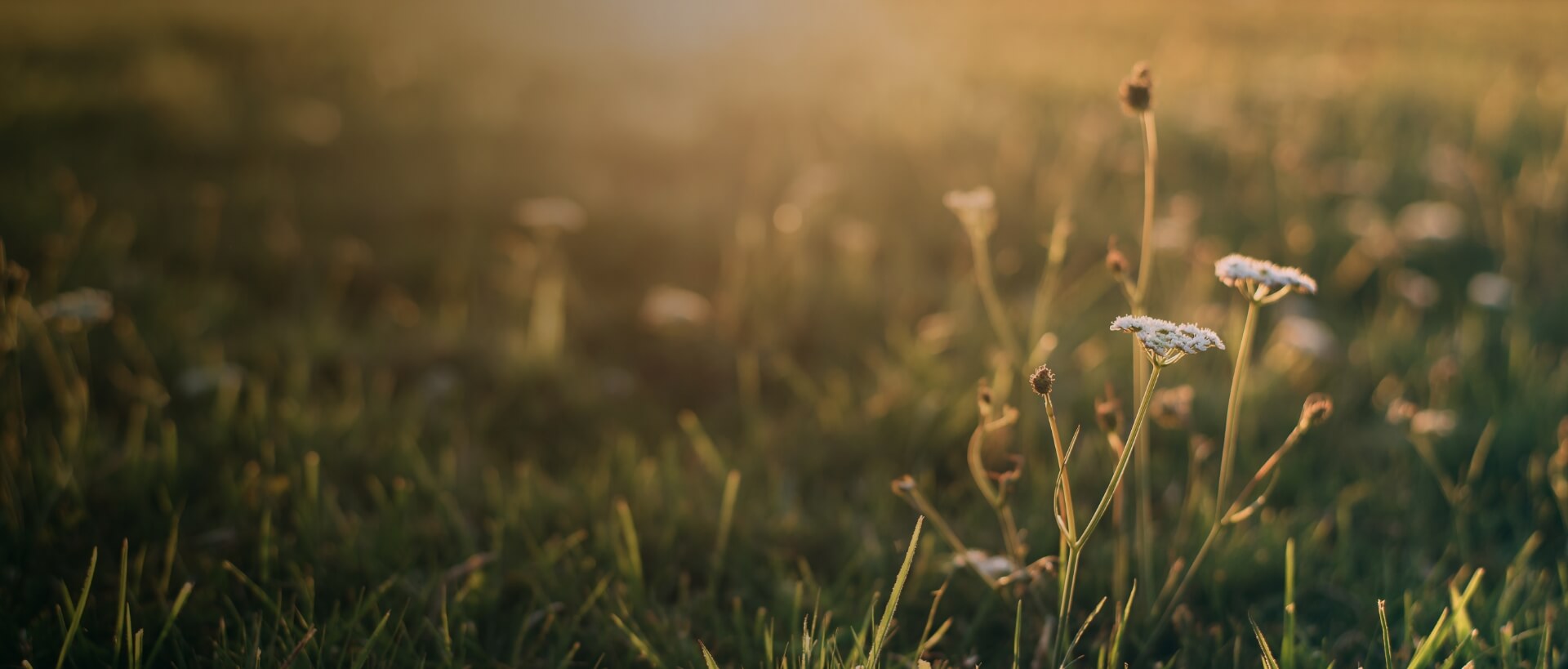 Image showing a close up of a field