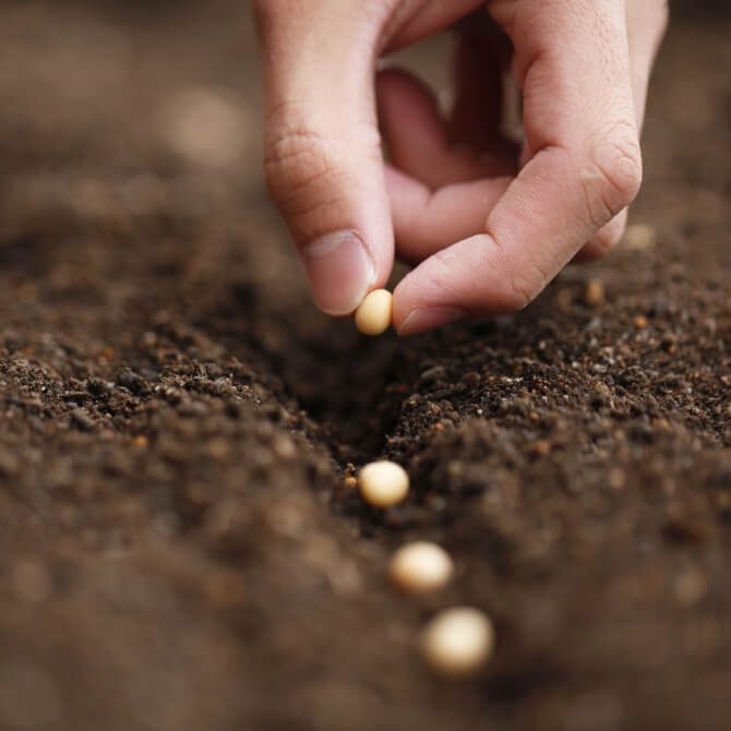 Image showing a close up of seeds being sewn