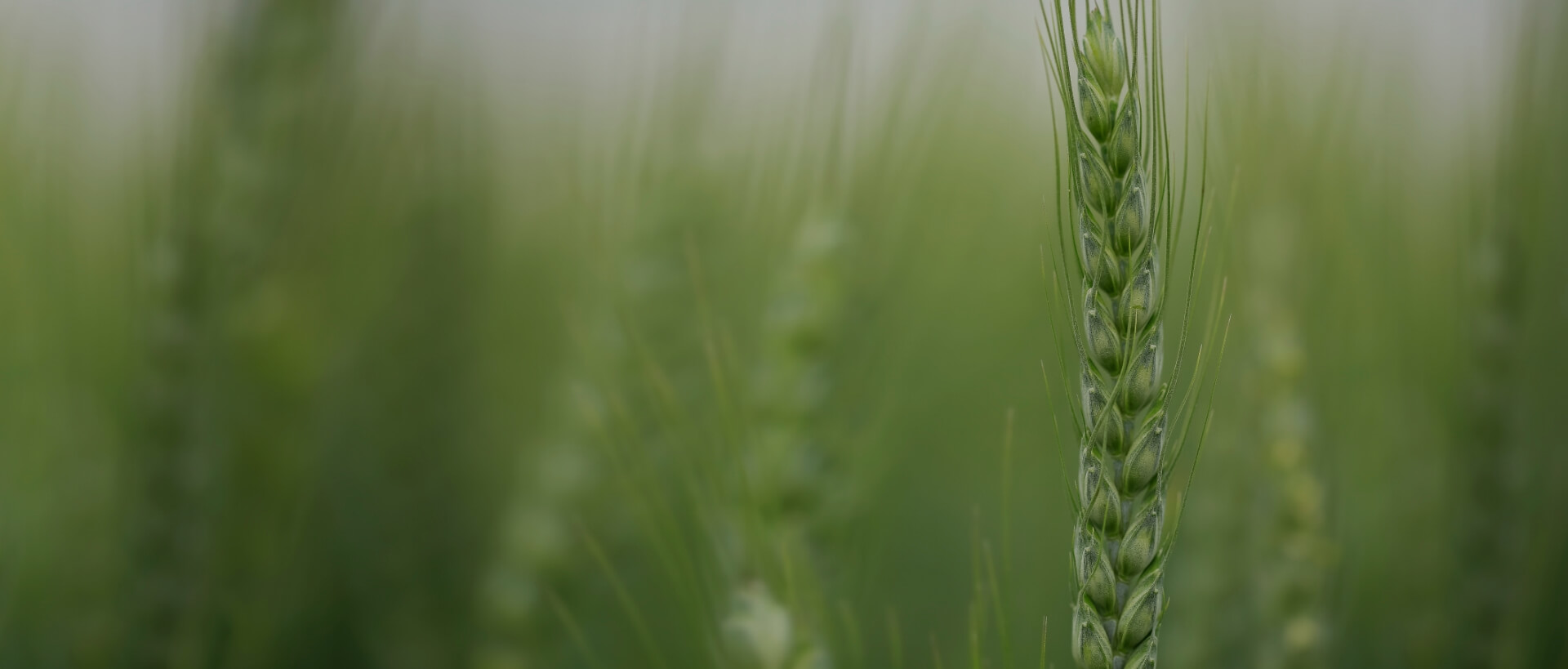 Image showing a close up of a crop field