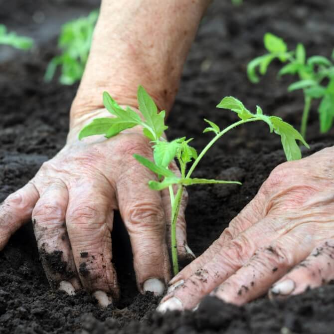 Image showing someone planting