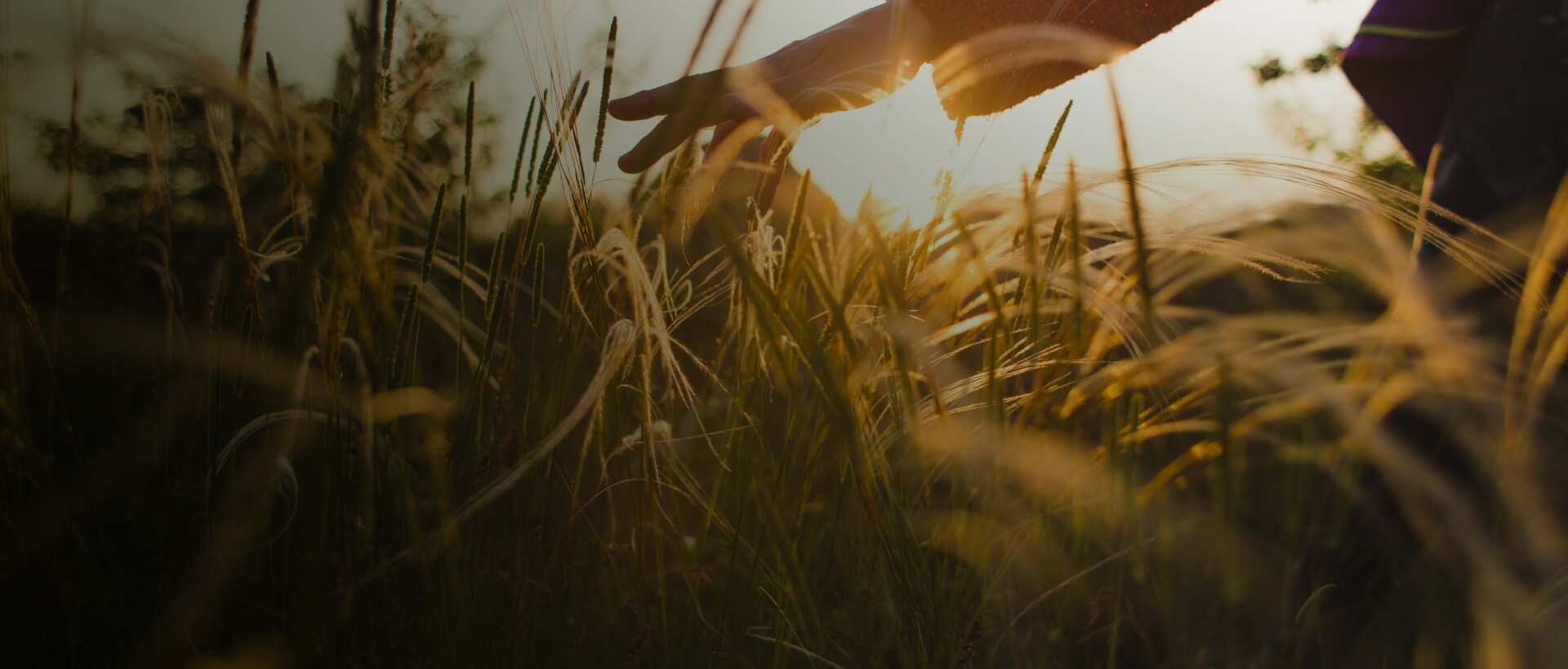 Image showing a close up of someone in a crop field