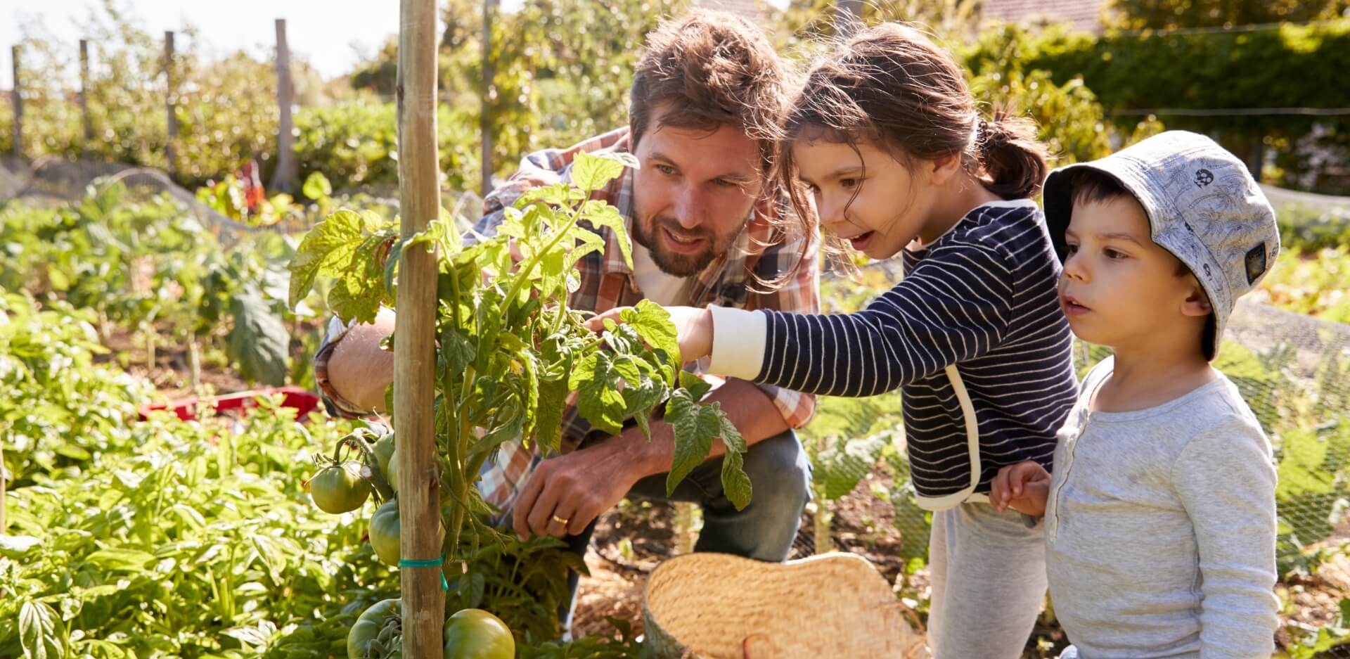 Image showing a father and his children in a vegetable garden