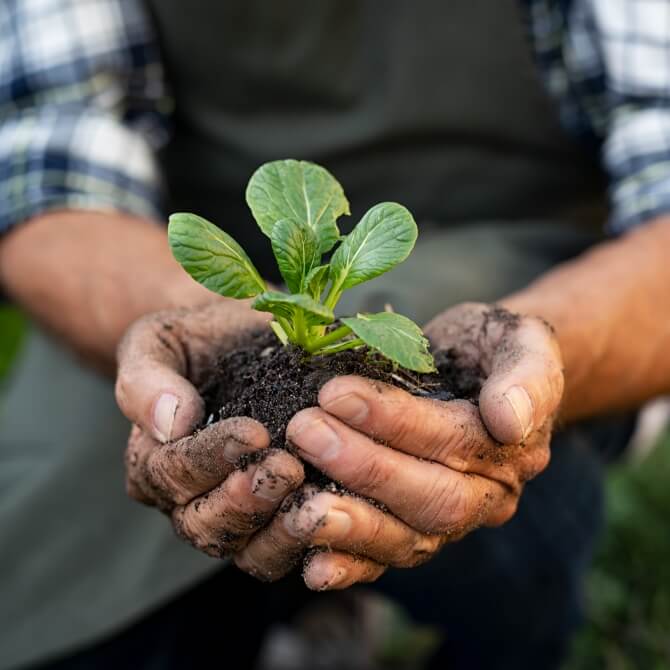 Image showing someone holding a plant