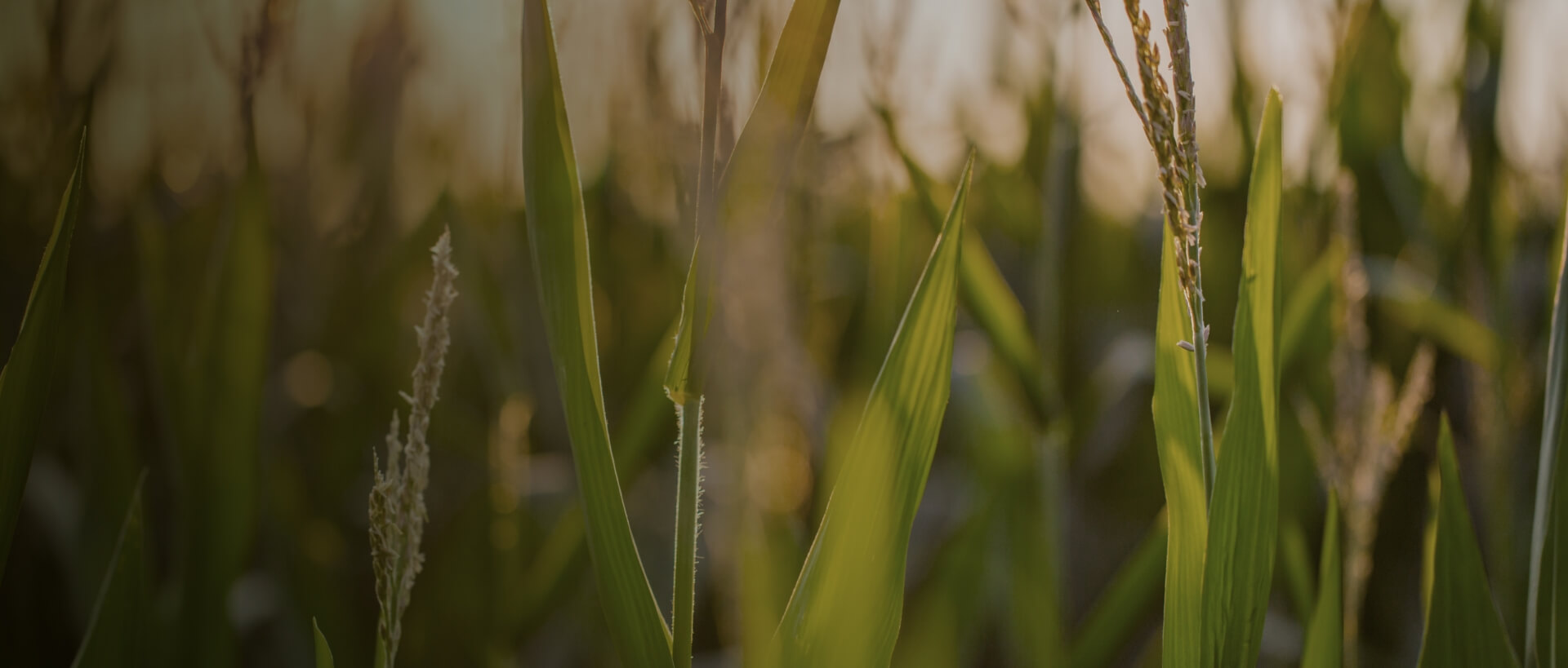 Image showing a close up of a crop field