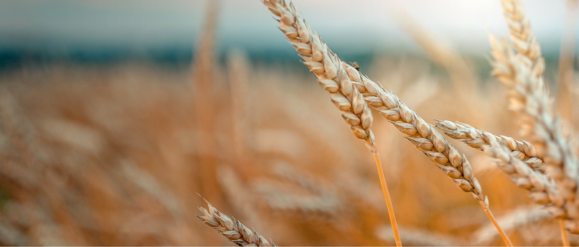 Image showing a close up of a crop field