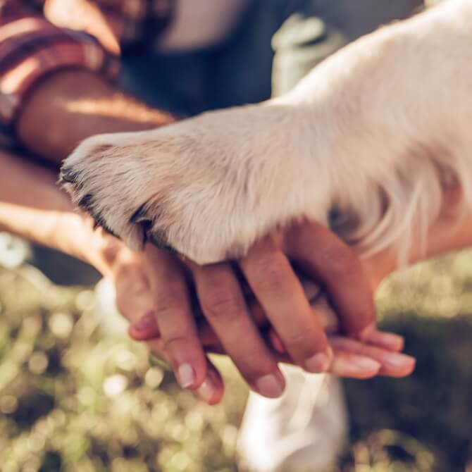 Image showing a close up of hands and a dog paw