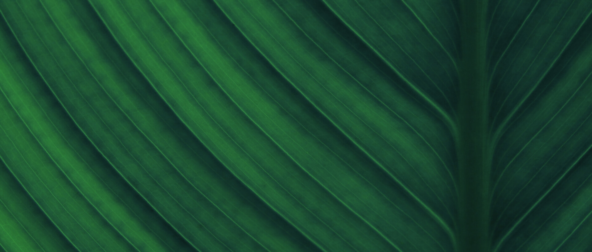 Image showing a close up of a leave