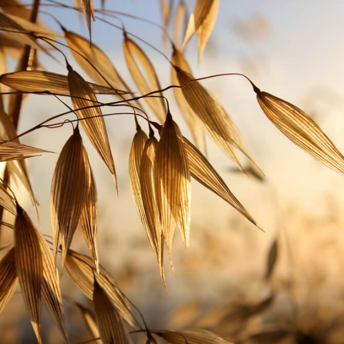 Image showing a close up of a crop field