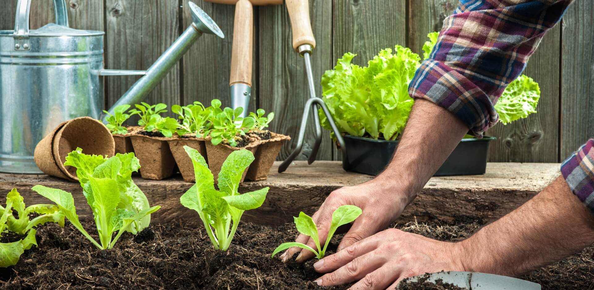 Image showing someone planting