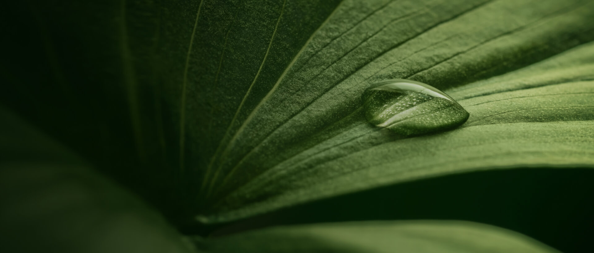 Image showing a close up of a leaf