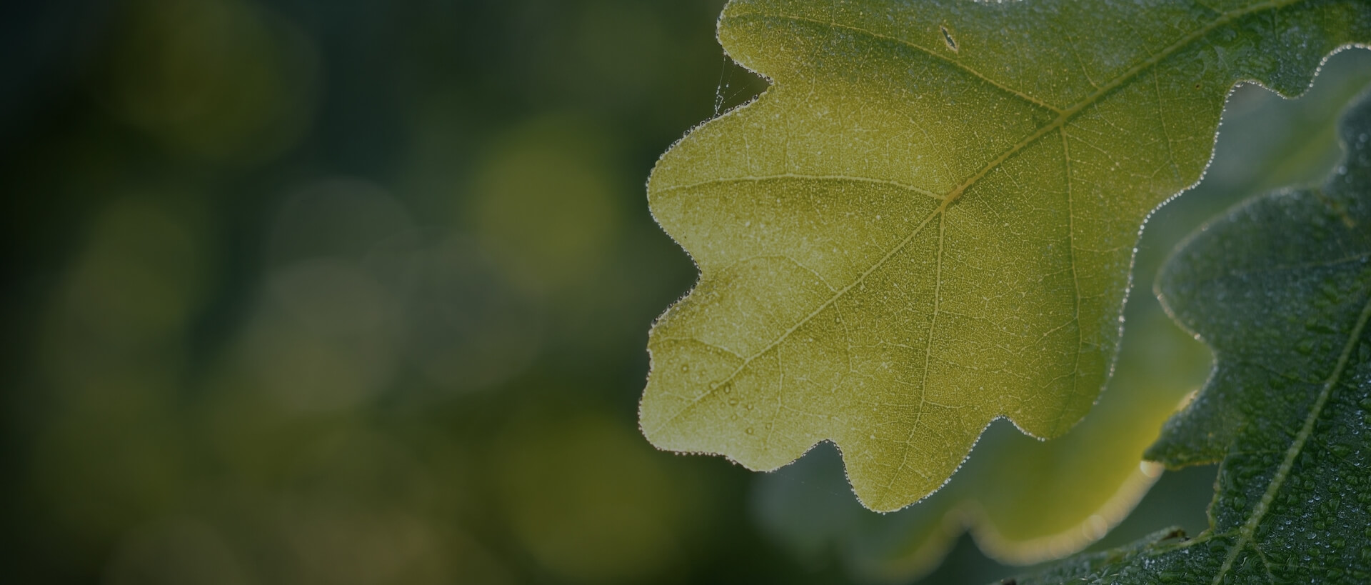 Image showing a close up of some leaves