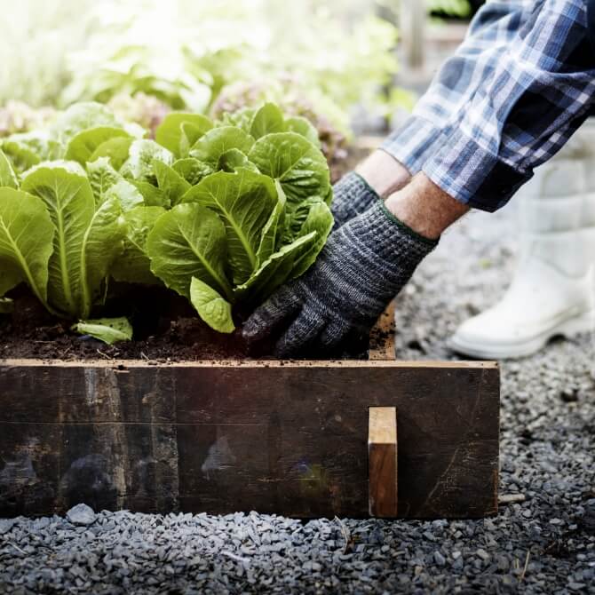 Image showing someone planting