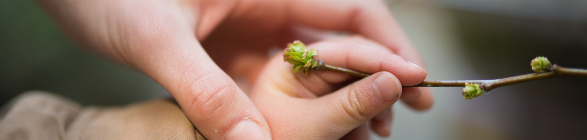Image showing a close up of an adult's and a child's hand holding a plant shoot