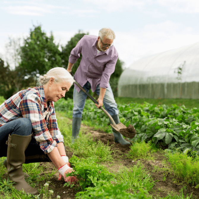 Image showing an older couple gardening