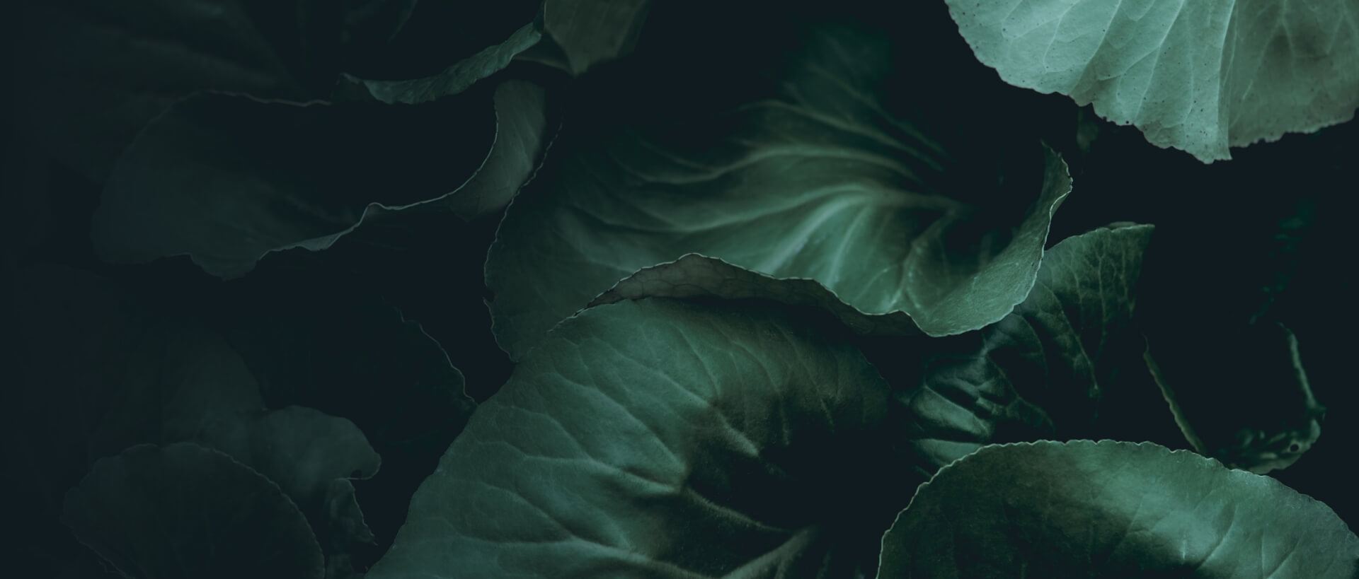 Image showing a close up of some leaves