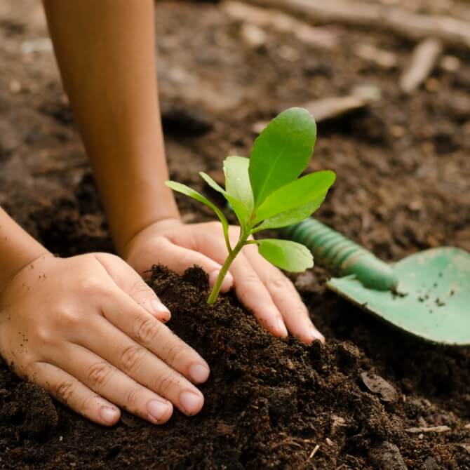 Image showing someone planting