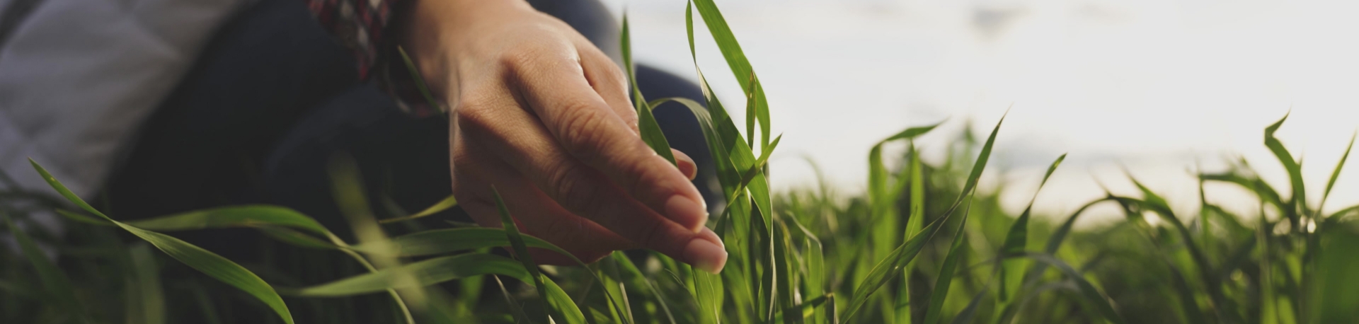 Image showing a close up of a crop field