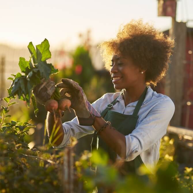 Image showing a woman harvesting some vegetables