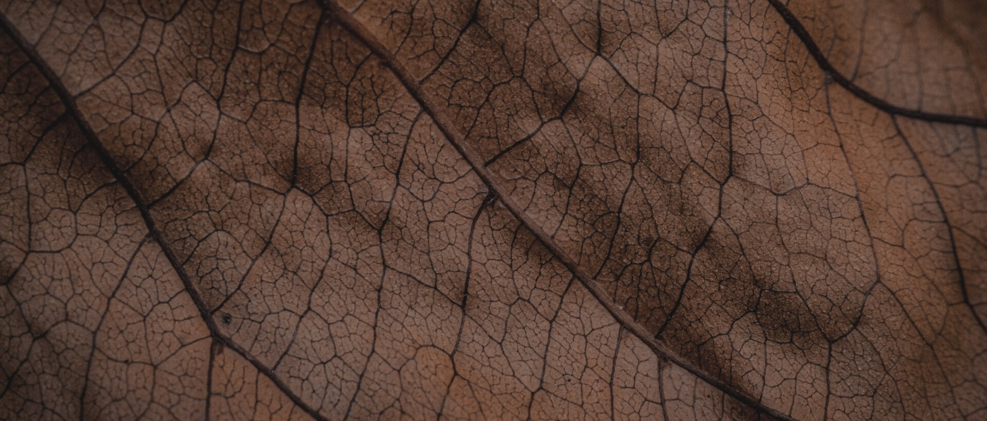 Image showing a close up of a leaf