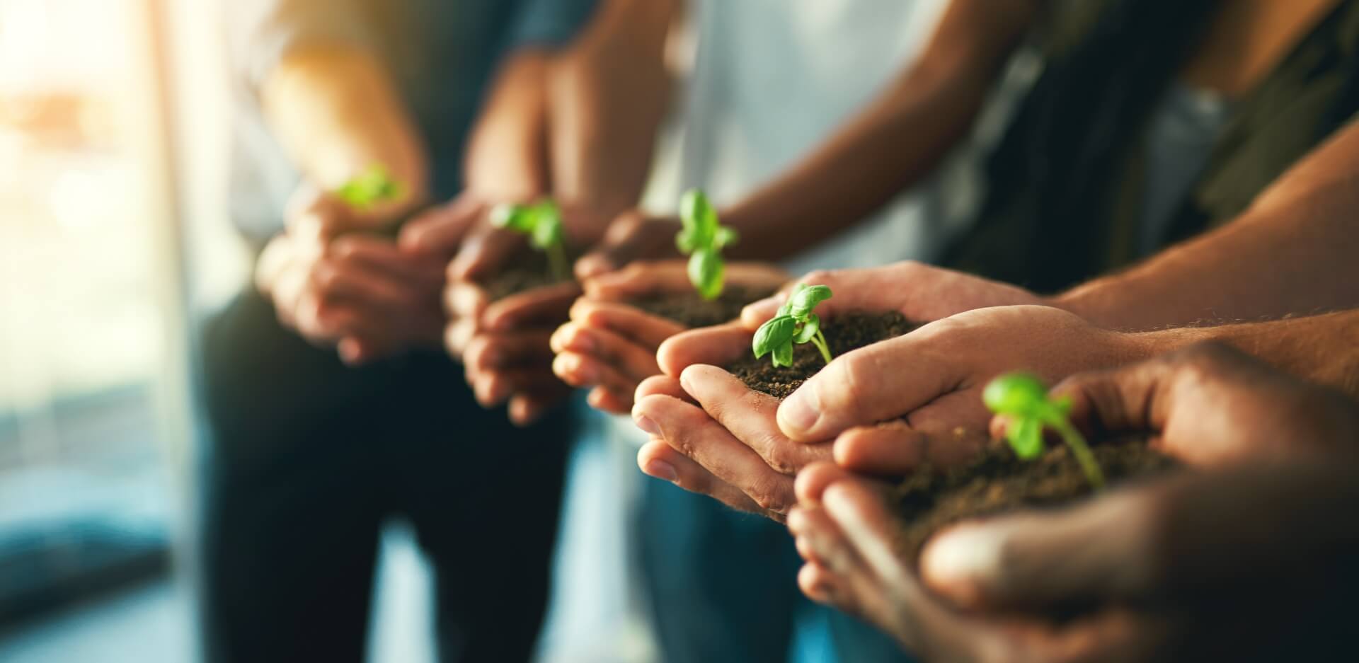 Image showing a close up of hands holding plants