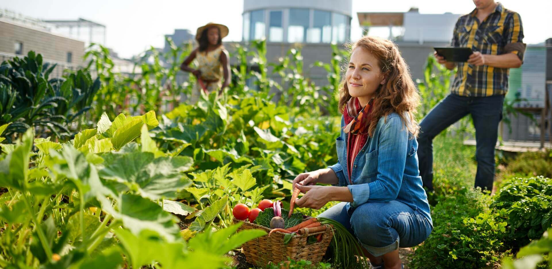 Image showing a group of people in a vegetable garden