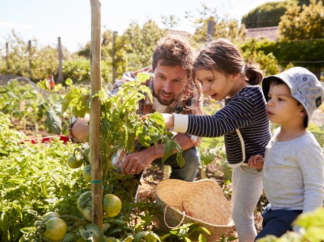 Image showing a father and his children in a vegetable garden