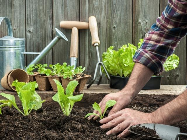 Image showing someone planting