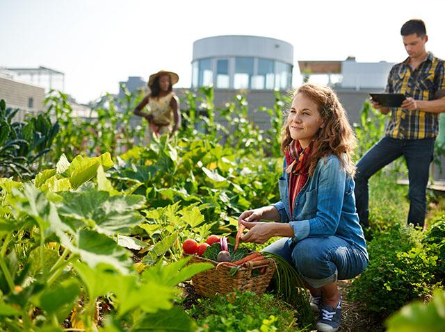 Image showing a group of people in a vegetable garden